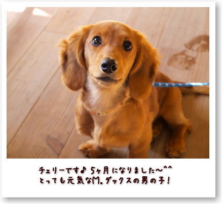 今日はペットたちを撮ってみる^^
