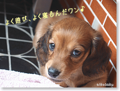 チェリーくん、2歳になりました!