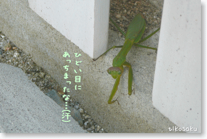 チェリーくん VS カマキリくん