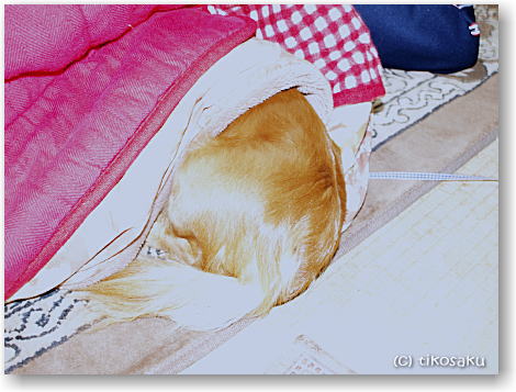 犬は庭駆け回るはずなのに・・・