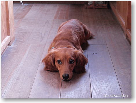 見習い犬(?)