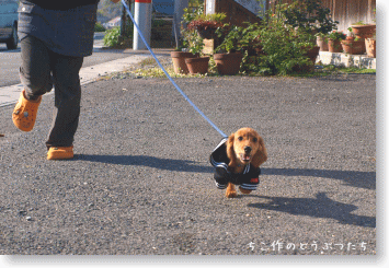 チェリーくん大きくなりました!