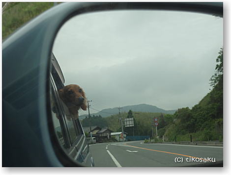狂犬病予防注射