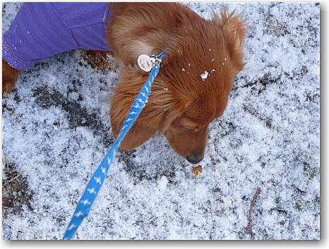 雪にも負けず・・・