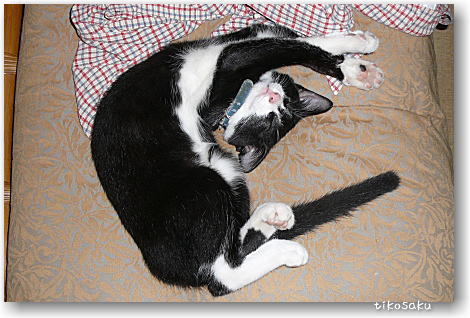 ねこマルシェでは体験教室もあります(=^・^=)♪