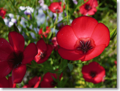 ハーブの花
