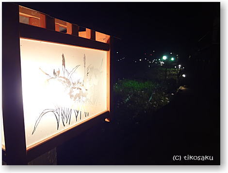 夜の花しょうぶ