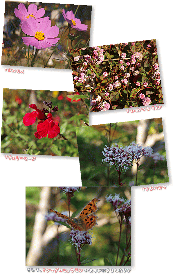 デジイチで花を撮ってみる♪