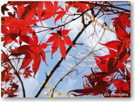 紅葉
