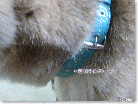 尋ね犬