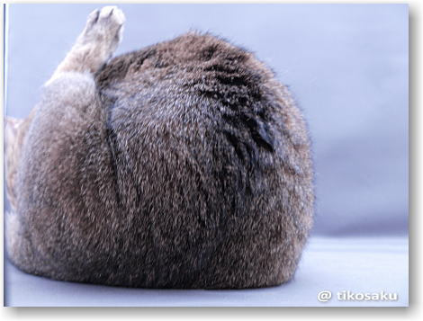 ムーちゃんの足(=‘ｘ‘=)