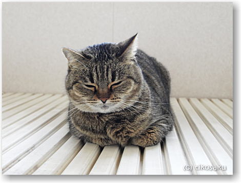 ムーちゃんの居心地のいい場所は?