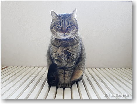 ムーちゃんの居心地のいい場所は?
