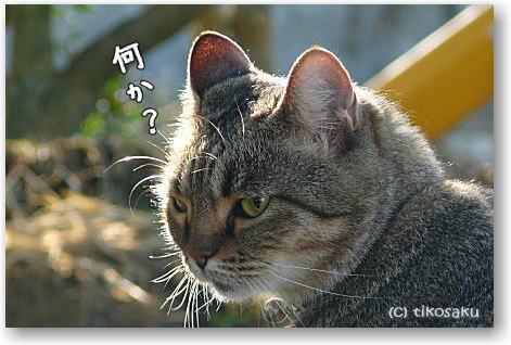 メタボなムーちゃん(=‘x‘=)