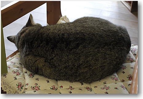 くまモン?