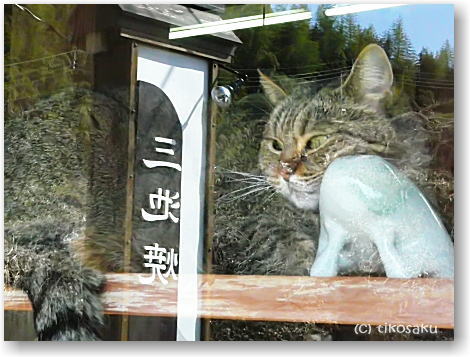 巨大猫？
