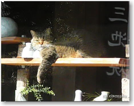 三池焼の看板猫 ムーちゃん