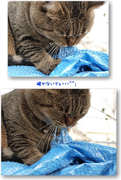 居心地のいい場所(=‘x‘=)