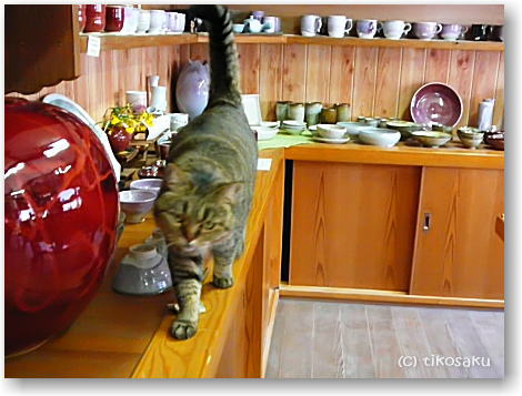 三池焼看板猫ムーちゃん