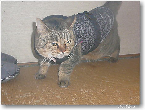 ムーちゃん服を着る♪