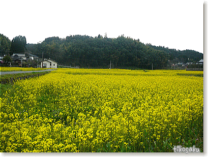 菜の花畑
