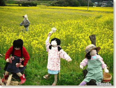 菜の花畑