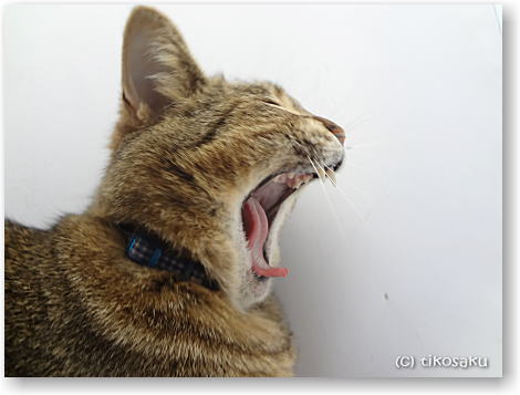 猫ちゃん色々・・・♪