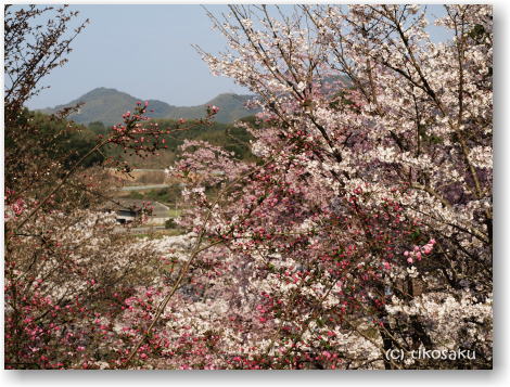 南関町大津山公園の桜 その2