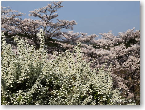 南関町大津山公園の桜 その2