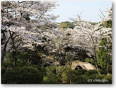 南関町大津山公園の桜 その2