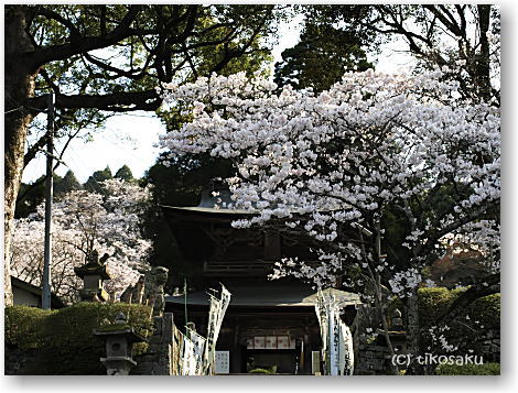 南関町大津山公園の桜 その2