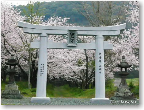 大牟田市の白山神社の桜