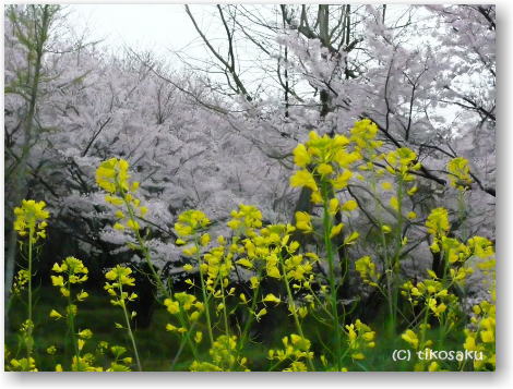 大牟田市の白山神社の桜