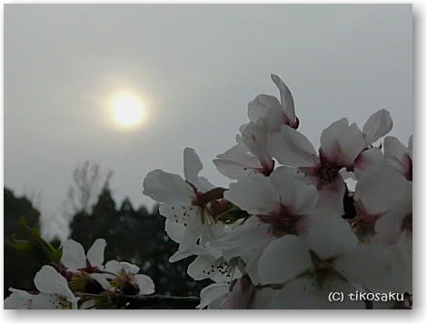 大牟田市の白山神社の桜