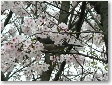大牟田市の白山神社の桜