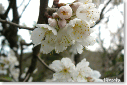 さくらんぼの花