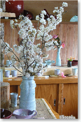 さくらんぼの花