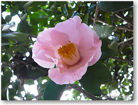 椿の花