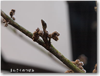 朝霧