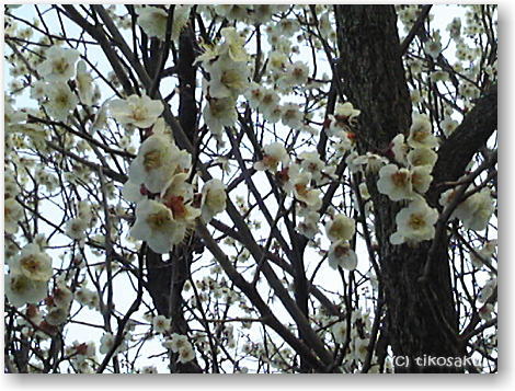 満開の梅の花
