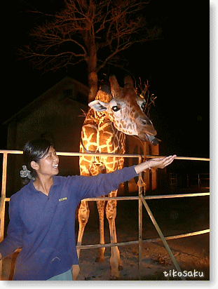 夜の大牟田動物園