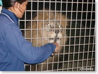 夜の大牟田動物園