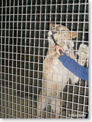夜の大牟田動物園