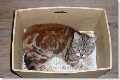 けして、捨て猫ではありません・・・