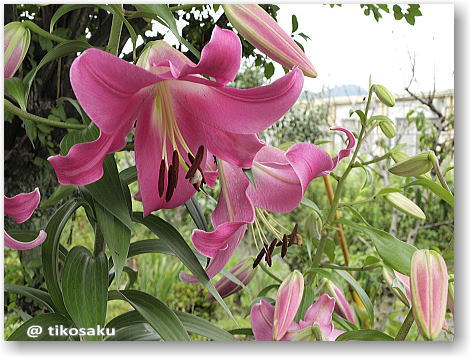 大きな ユリの花