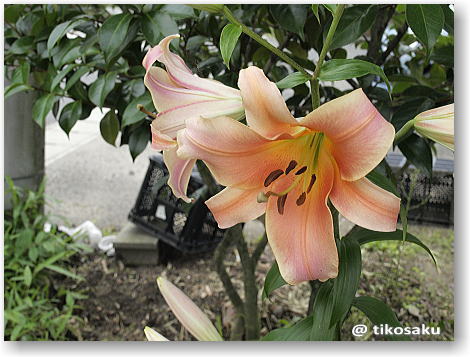 大きな ユリの花