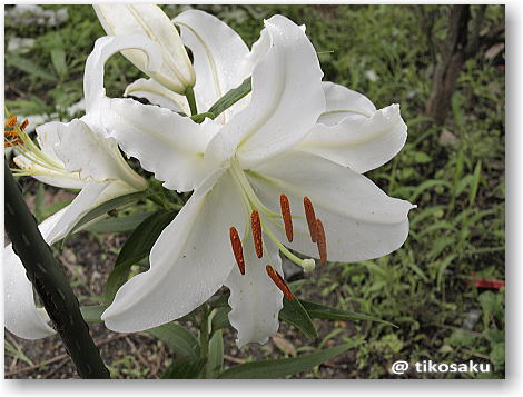 大きな ユリの花