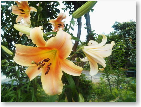 ユリの花
