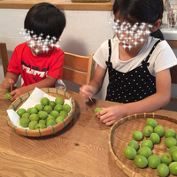 梅の季節は