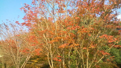 霧島&紅葉